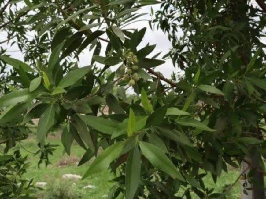 ଓଡିଶାରୁ ମୂଳପୋଛ ହେବ ଗଞ୍ଜେଇ ଚାଷ