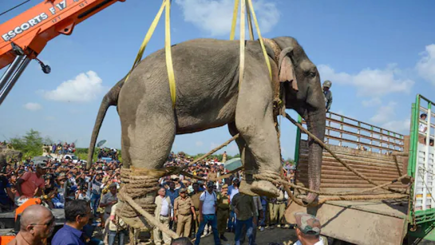 ଆସାମରେ ଟ୍ରେନ୍ ଧକ୍କାରେ ୮ ହାତୀ ମୃତ